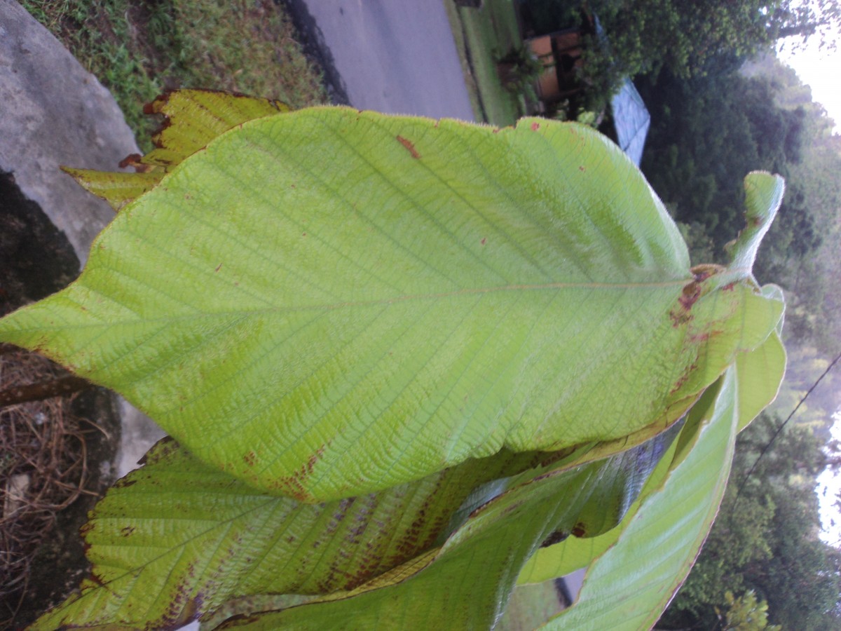 Dipterocarpus hispidus Thwaites